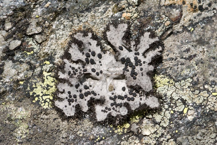 Umbilicaria cylindrica-2